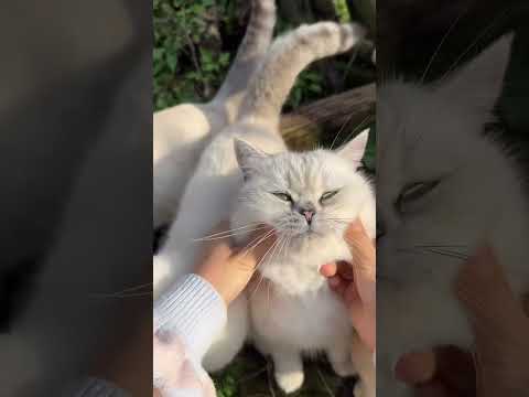 # “Funny Cat Moments 🐱 | The Cutest Cat Video Ever!” cats #catvideos #catshorts #funnycats #cutecat