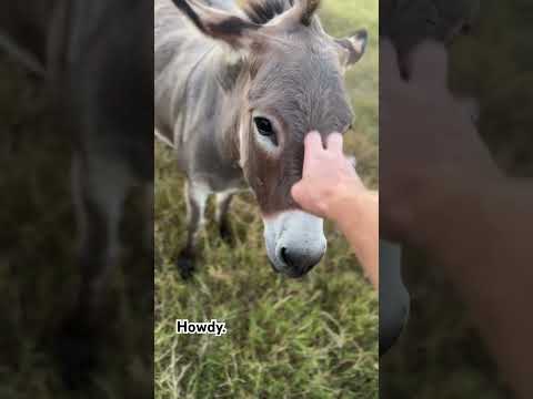 Donkeys have strong social bonds. #barnyard #farmandranch #donkey #ranch #countryliving #countrylife