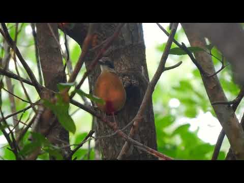 Mangrove Pitta (Pitta megarhyncha)