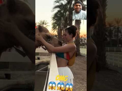 Funny Animal Compilation 🤪🤪🤪 Big Fails In The World 2025 #shorts