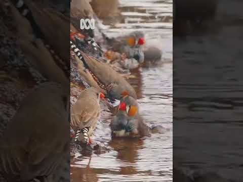 Wild zebra finches, Western Australia | Nature Escapes | ABC Australia