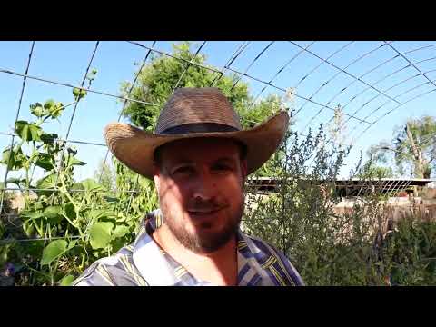 If You're Not Growing Ashwagandha In Your Garden You Need To Watch This!!