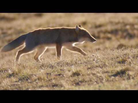 Tibetan Fox, Qinghai, China.