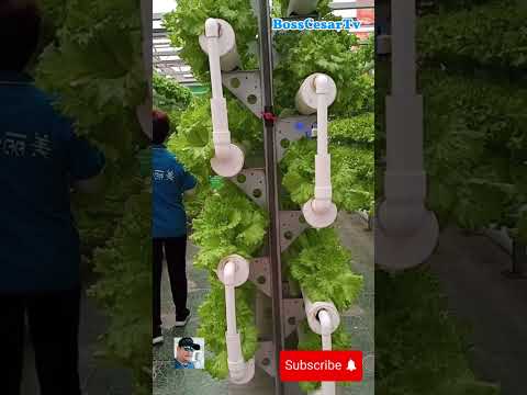 Vertical farming! #verticalfarming #vegetable #amazing #farming #agriculture #shorts #satisfying