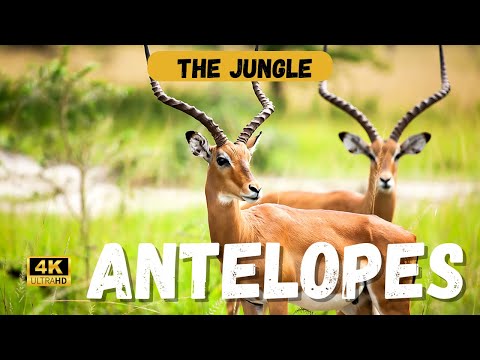 The Fascinating History of Antelopes