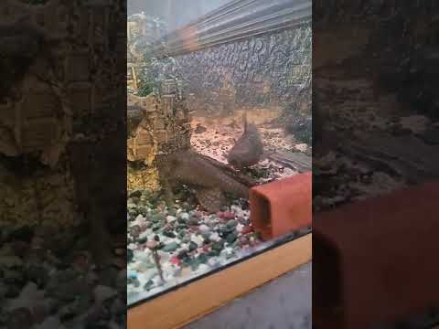 fight catfish v plecco if you like sub thankyou all who do