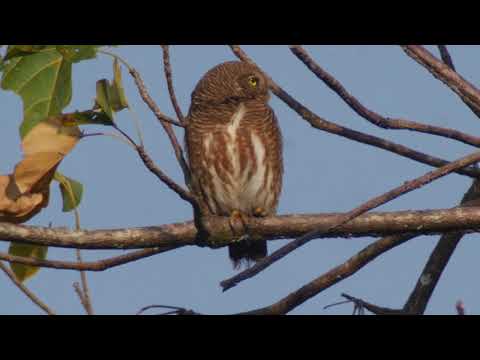 Asian Barred Owlet (Glaucidium cuculoides)