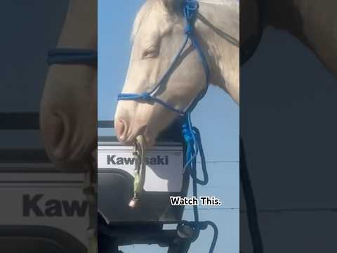 It’s fun to swing & it makes sounds.#ranch #horseshorts #horsefan #countrylife #horseshow #farms