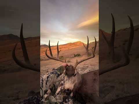 Bowhunting mulies #archery #muledeer