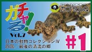 【ガチャる】海洋堂カプセルQ ＃1日本の動物コレクションⅣ「 タワヤモリ」