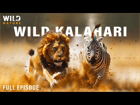 WILD KALAHARI | The Fight for Survival in the Unforgiving Desert | 4K Animal Documentary