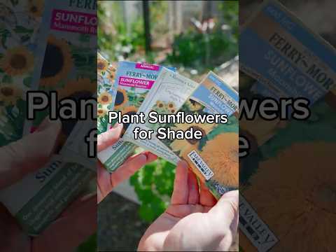 Grow Sunflowers for Shade!