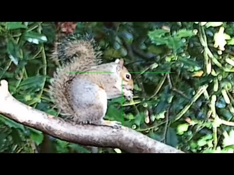 SQUIRREL HUNTING with the WEIHRAUCH HW100