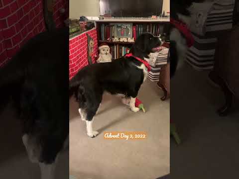 Vlogmas Day 3: I thought it would be fun to upload a little video every day of advent. #gooddog