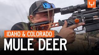 Idaho & Colorado Mule Deer | With Jordan Budd