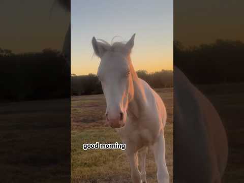 He’s more of a dog than a horse. #ranch #horseshow #barnyard #countrylife #countryliving #farms