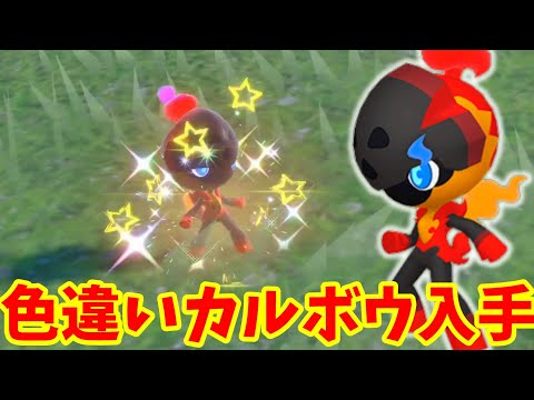 【ポケモンSV】人気のソウブレイズとグレナルマに進化する色違いカルボウを入手しよう！【ポケモンスカーレットバイオレット・ゼロの秘宝】