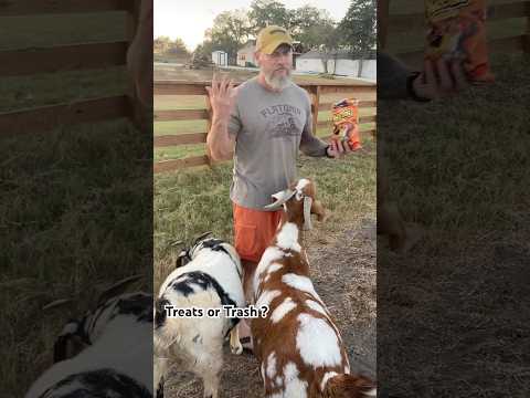 The ONE thing goats won’t eat. #barnyard #farmandranch #goats #countrylife #funnyanimalvideo #ranch