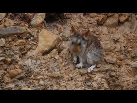 Glover's Pika (Ochotona gloveri)