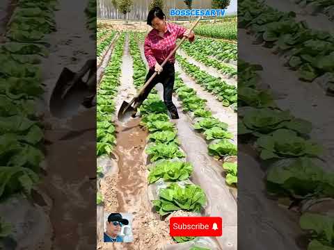 Amazing ideas #satisfying #farming #agriculture #farmingtips #shortvideos #shorts