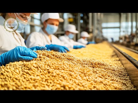 How To Process Durum Wheat Into Semolina And Pasta In A Processing Factory