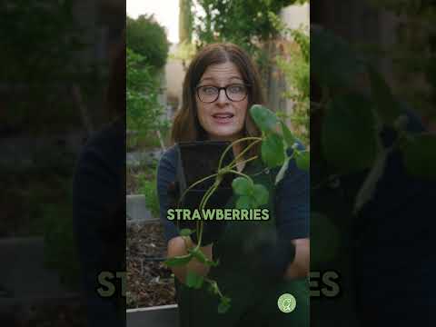 Grow STRAWBERRIES Like a Pro (Gardening Tips)