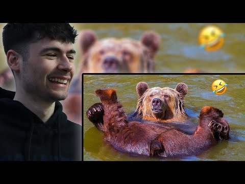 BRITS React to FUNNIEST Bear Compilation | Funny Bears🐻