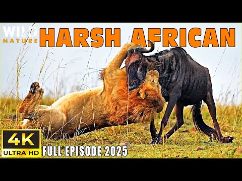 HARSH AFRICAN - Battle for Survival in Predator Territory | Animal documentary