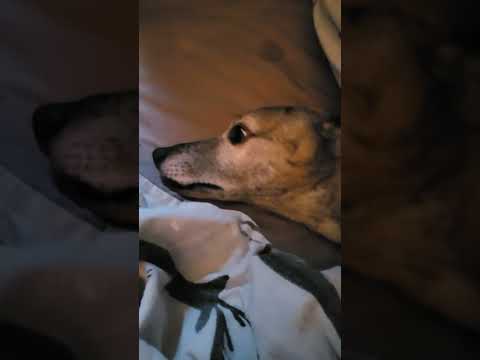 the old boy being lazy dosnt want a walk please sub and like appreciated