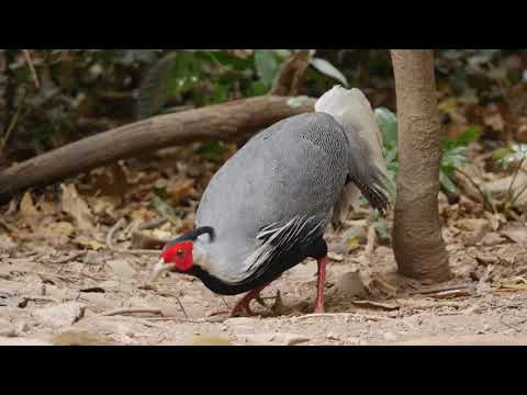 Kalij Pheasant (Lophura leucomelanos lineata)