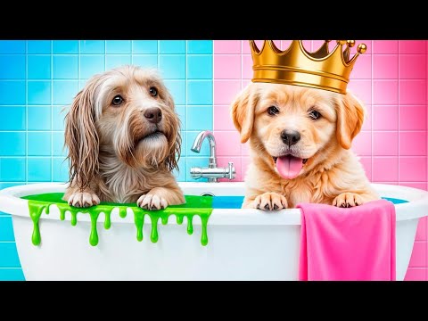 Poor Dog Was Adopted by a Millionaire Family || Secret Room for Pets