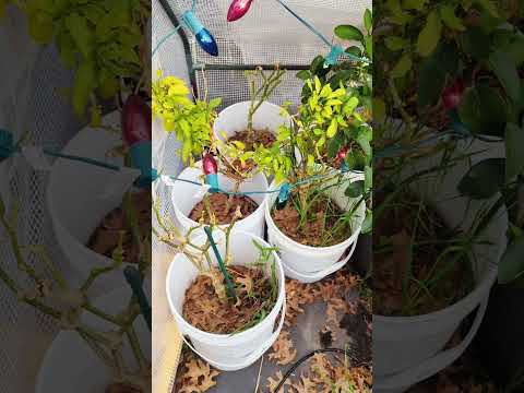 It's time to wake up my overwintered peppers plants! #texasgarden #peppers