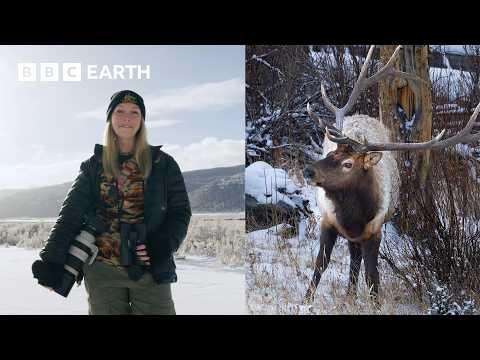 Photographing The Vast Wildlife Of Yellowstone | Framed In Nature | BBC Earth