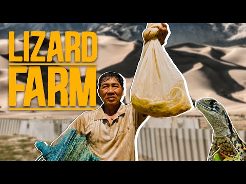 Farming Lizards to Survive in the Desert - How the Cham People Thrive