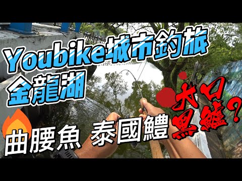 Youbike城市釣旅 金龍湖 | 曲腰? 泰國鱧? 大口黑鱸?