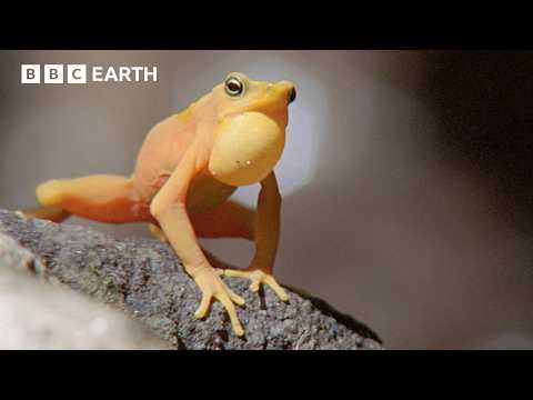 Golden Frogs Battle for Territory and Love | BBC Earth