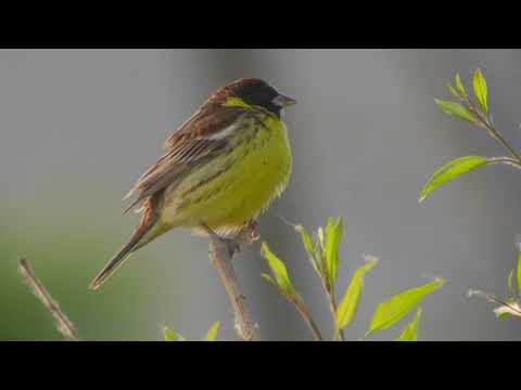 Yellow-breasted Bunting (Emberiza aureola)