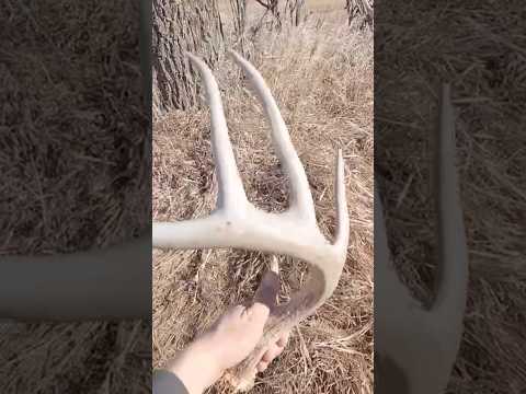 Shed Antler Hunting Public Land 🏹