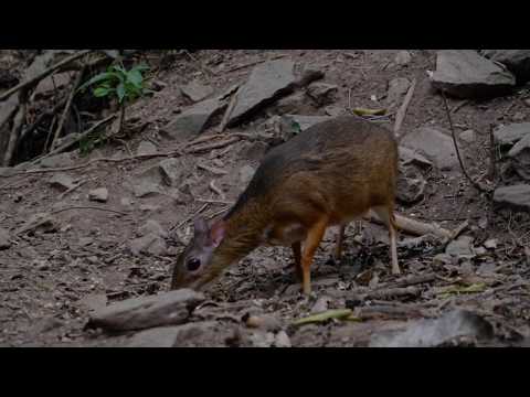 Lesser Mouse-deer (Tragulus kanchil)