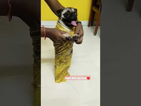 Cute puppy dance | funny video #shorts #cute #funny #puppy #dance #pets #doglover