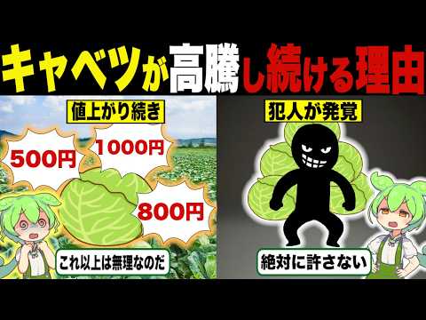 キャベツが高騰している真相とは【ずんだもん＆ゆっくり解説】