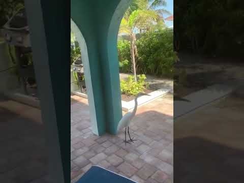 Little scared, but welcome, dear!#birds #florida #vacation#funny short y