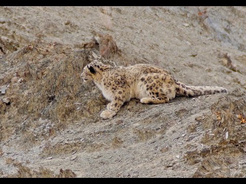 Snow Leopard, Ladakh (2).