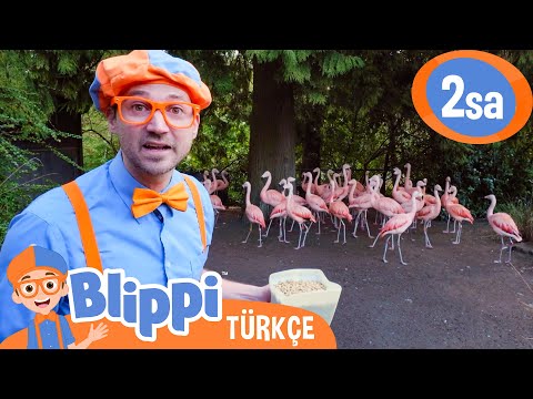 Hayvanat Bahçesinde Oyun - Blippi Hayvanları Besliyor ve Onlarla Oynuyor | Blippi Türkçe