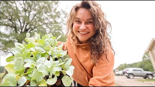 NEVER buy these started plants (and other fall gardening tips and chat) | VLOG