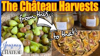 The Chateau Harvests, Journey to the Château de Colombe, Ep. 45