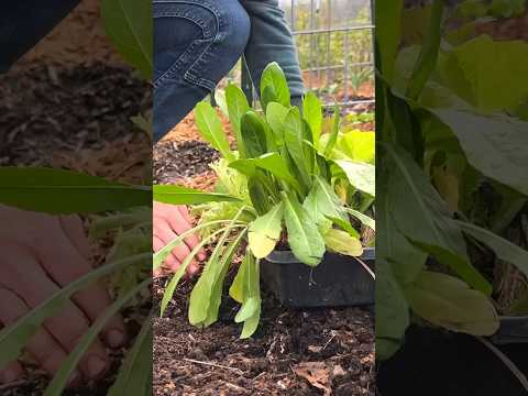 Planting Dandelions?! 🤯