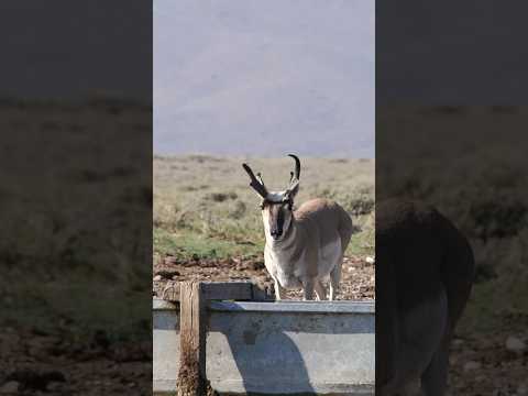 Quickest KILL Shot Of ALL Time! Archery Antelope Hunting