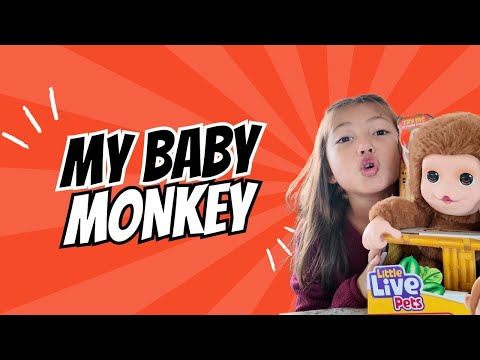 Is a Baby Monkey the Perfect Pet?