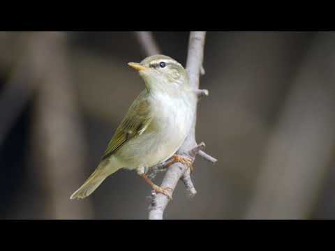 Arctic Warbler (Phylloscopus borealis)